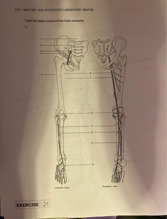 Solved Label The Major Veins Of The Thoracic Cavity Ce Chegg Com