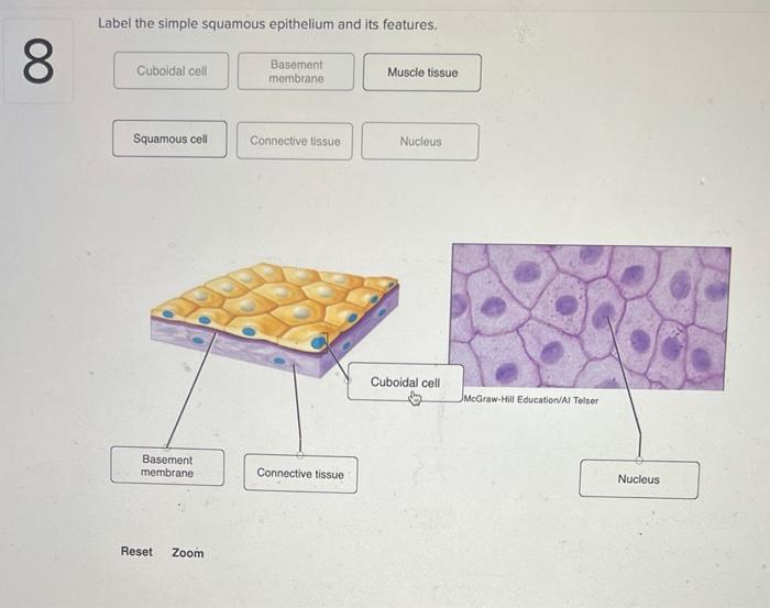 Label the simple squamous epithelium and its features.