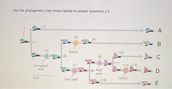 Solved Use the phylogenetic tree shown below to answer | Chegg.com