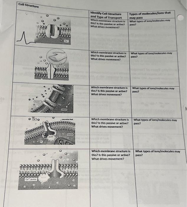 Solved Cell Structure | Chegg.com