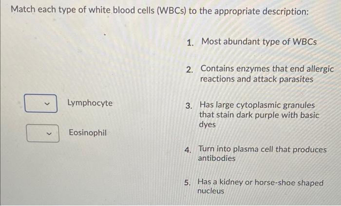 Solved Match each type of white blood cells (WBCs) to the | Chegg.com