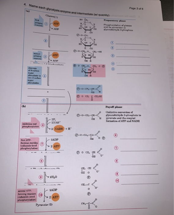Solved () 4. Name each glycolysis enzyme and intermediate | Chegg.com