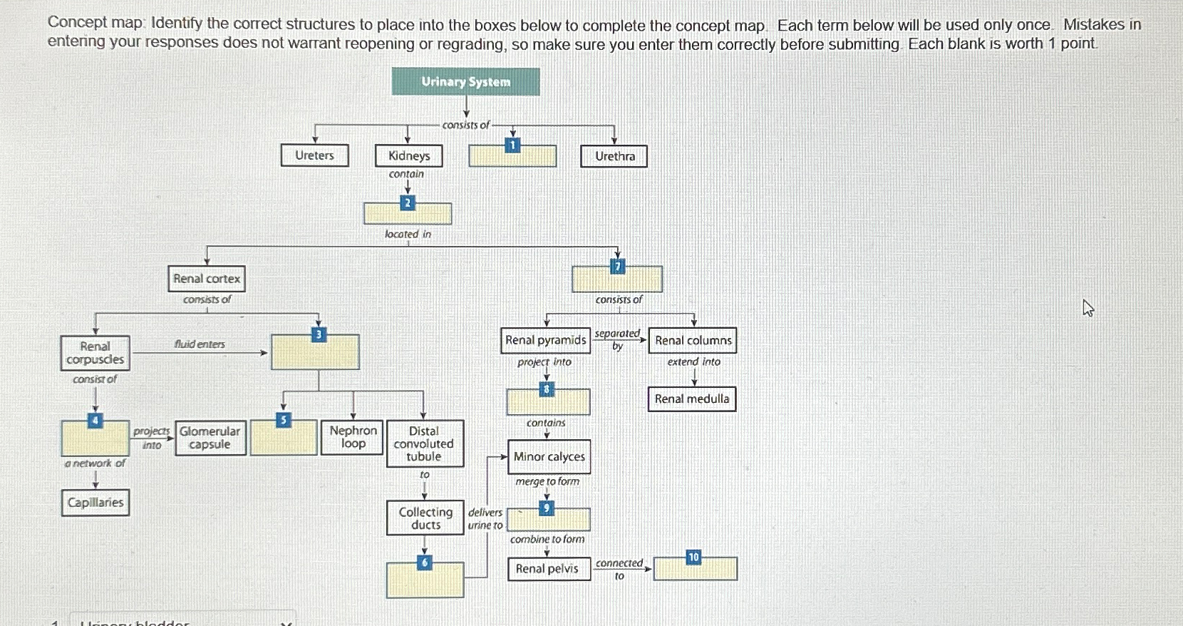 Solved Concept Map Identify The Correct Structures To Place