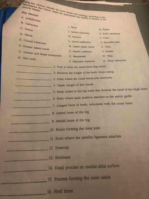 Solved Dsing Key Choices Idenufy The Bone Names And Mark Chegg Com
