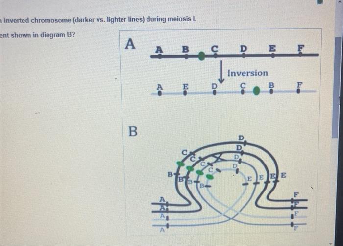 Solved Diagram A represents a chromosomal inversion event. | Chegg.com