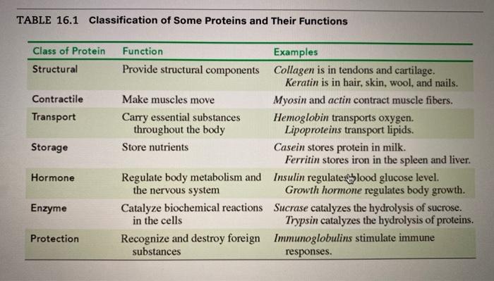 Solved Table 16 1 Classification Of Some Proteins And Their Chegg Com