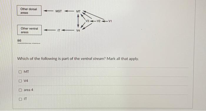 Solved Which of the following is part of the ventral stream? | Chegg.com