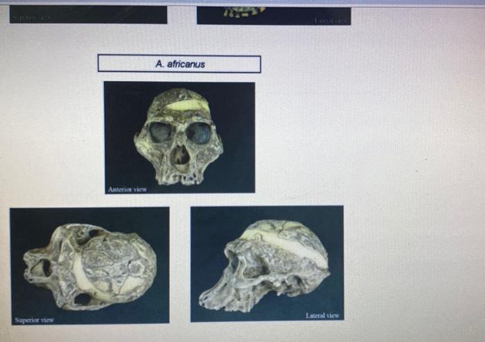 Homo habilis Cranium