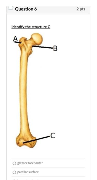 patellar surface