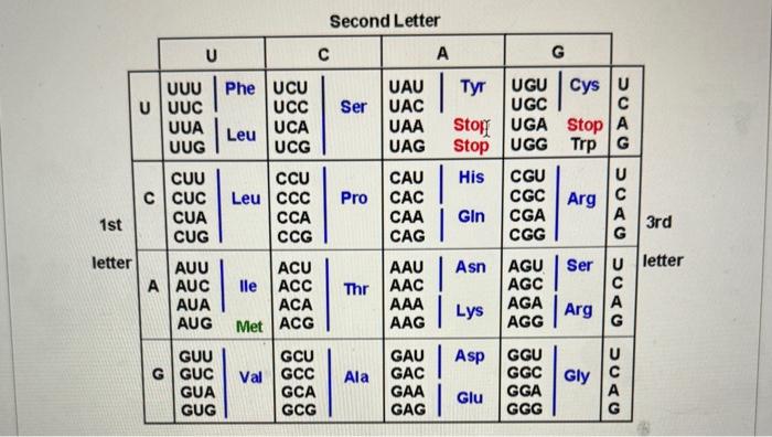 Solved 1st letter U UUC UUA UUG U UUU Phe UCU UCC UCA UCG A | Chegg.com