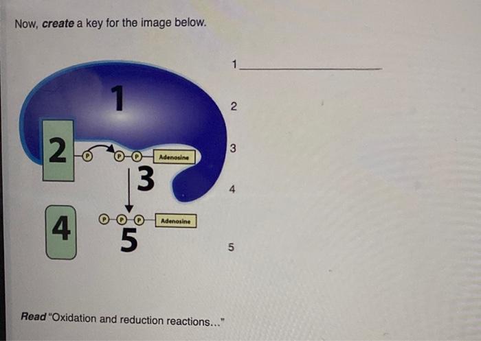 Solved Create a key to the diagram of ATP below: Complete | Chegg.com