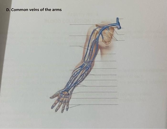 Solved D. Common veipe at tha arme D. Common veins of the | Chegg.com