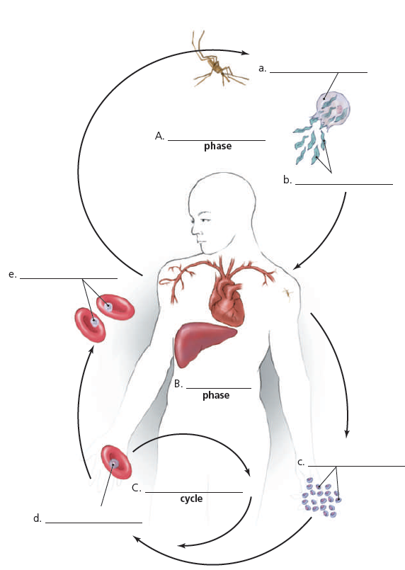 solved-label-the-three-stages-of-the-plasmodium-life-cycle-an