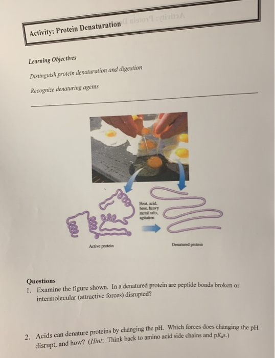 Solved Activity Protein Denaturation Learning Objectives
