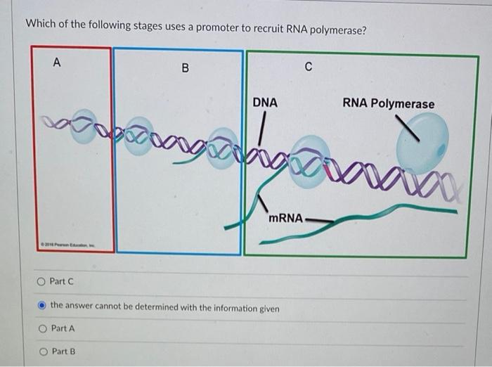 Solved What amino acid sequence would arise from the | Chegg.com