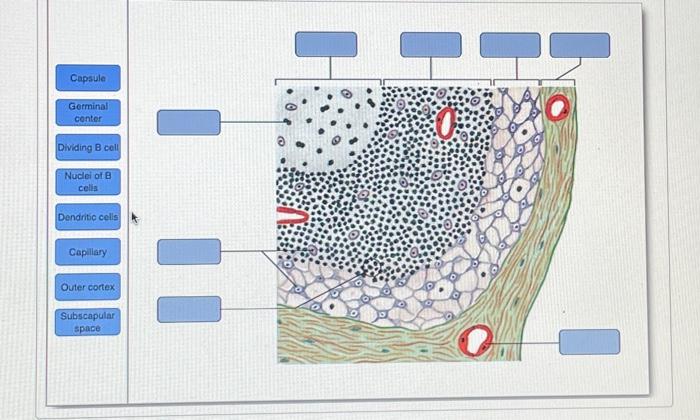 Solved Capsule Germinal center Dividing B cell Nuclei of B | Chegg.com