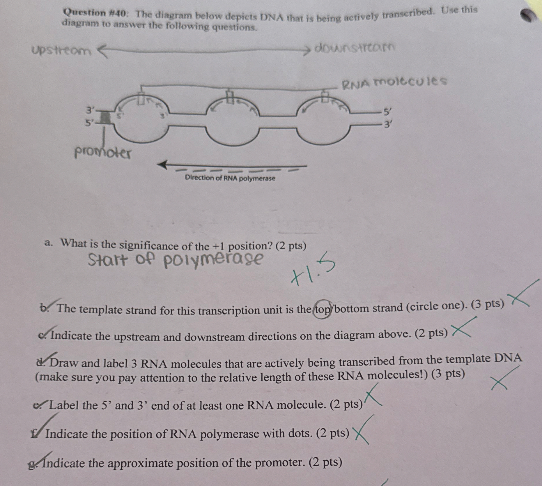 Solved Question #40: The diagram below depicts DNA that is | Chegg.com