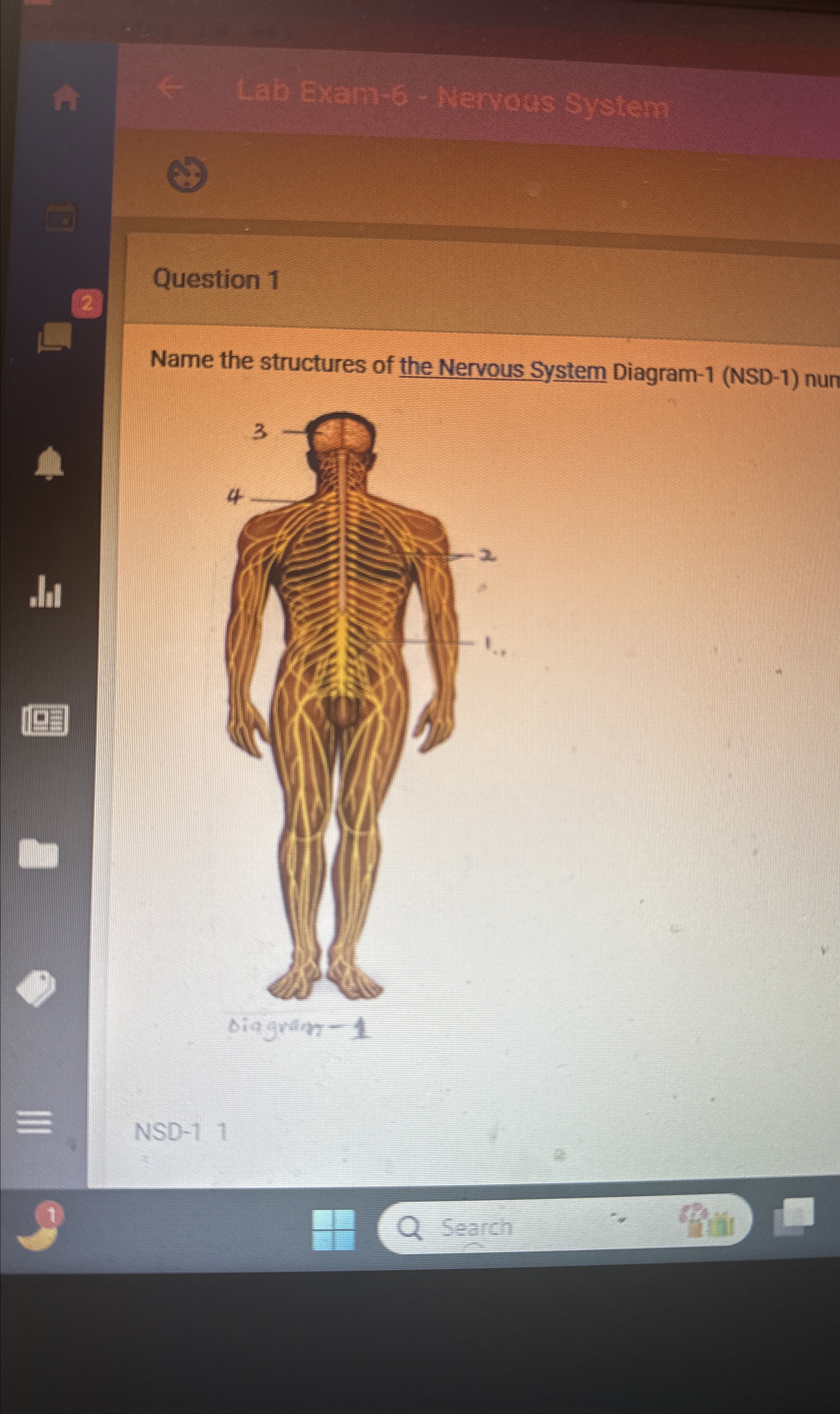Solved Lab Exam-á - ﻿Nervous SystemQuestion 1Name the | Chegg.com