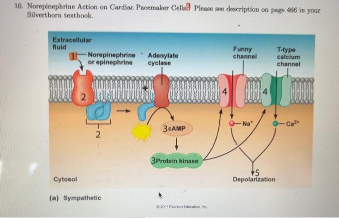 Solved 10. Norepinephrine Action on Cardiac Pacemaker Cells 