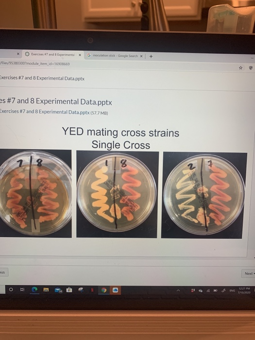 this is all the info for the lab im very confused on | Chegg.com