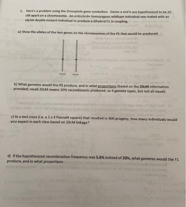 Solved 2. Here's a problem using the Drosophila gene | Chegg.com