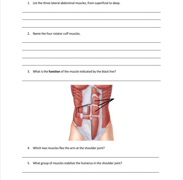 Abdominal Muscles: Names, Location, and Function