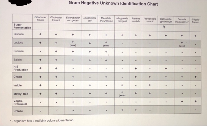 Solved Identification of an Unknown Gram Negative Bacterial | Chegg.com