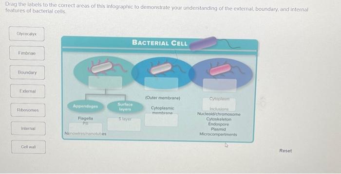Solved Drag the labels to the correct areas of this | Chegg.com
