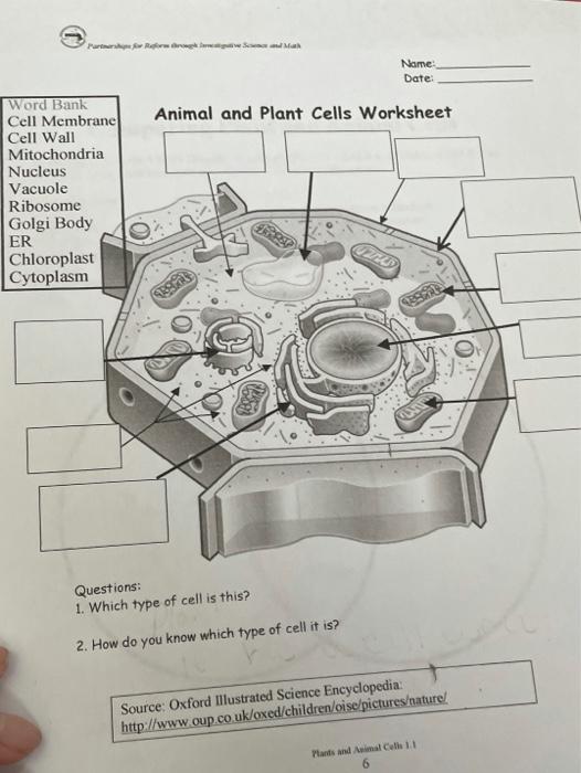 Solved Nome: Date: Animal and Plant Cells Worksheet Word | Chegg.com