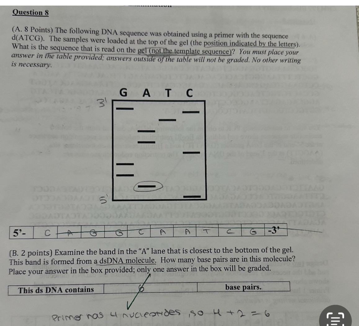 Solved Question 8(A. 8 ﻿Points) ﻿The following DNA sequence | Chegg.com