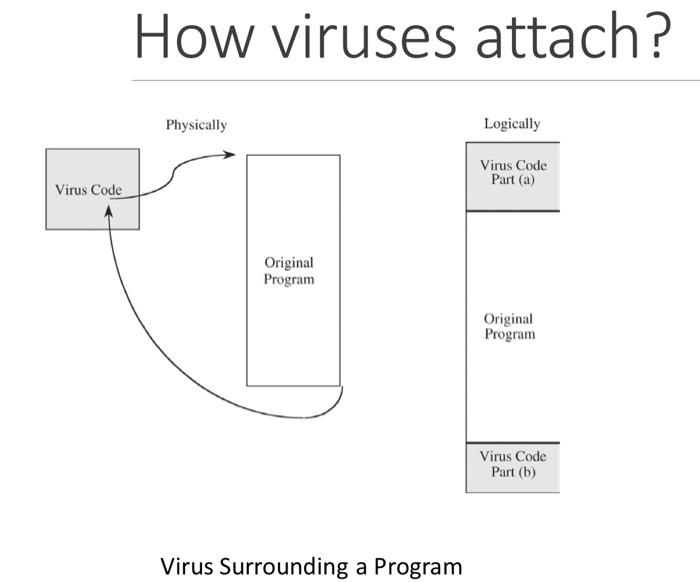 Solved How viruses attach? Logically \begin{tabular}{|l} | Chegg.com