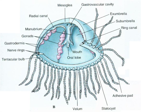 Solved: Describe the cnidarian (radiate) nervous system. How is ...