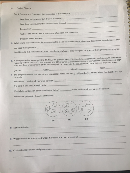 Solved EXERCISE 4 REVIEW SHEET Cell Membrane Transport Chegg