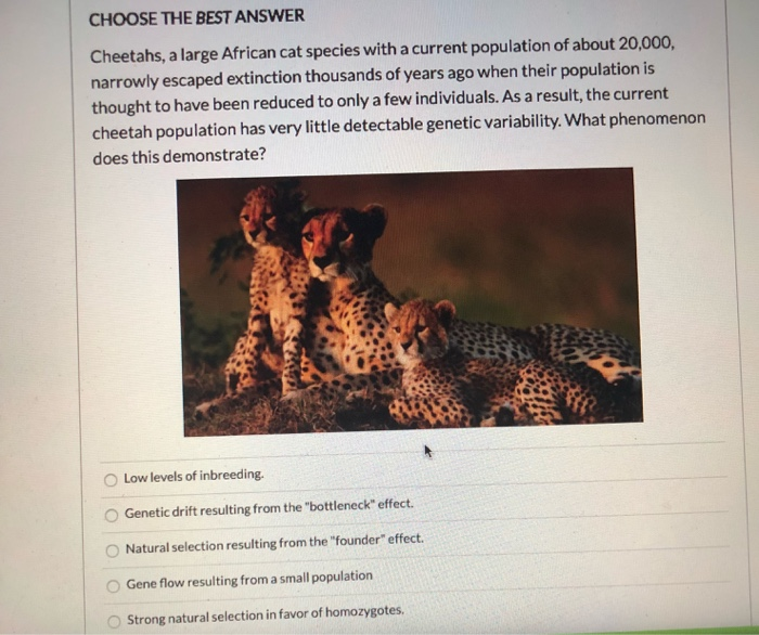 Solved CHOOSE THE BEST ANSWER Cheetahs, a large African cat | Chegg.com