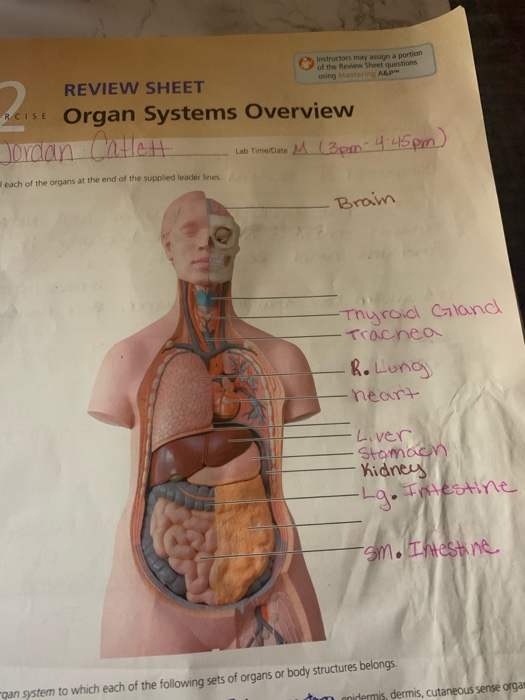 Instructors may assign a portion of the Review Sheet | Chegg.com