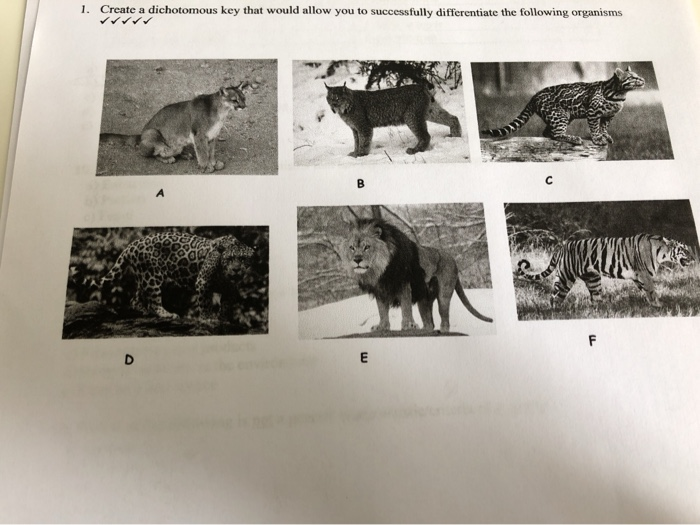 Solved 1. Create a dichotomous key that would allow you to | Chegg.com