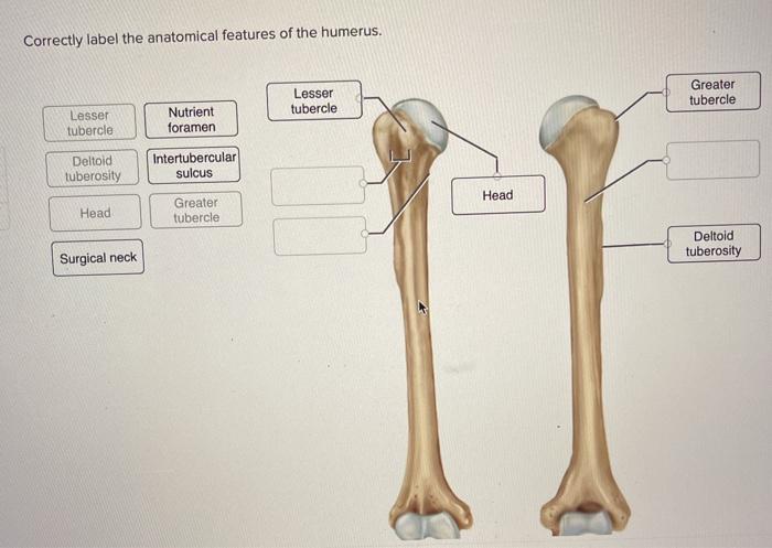 deltoid tuberosity of humerus