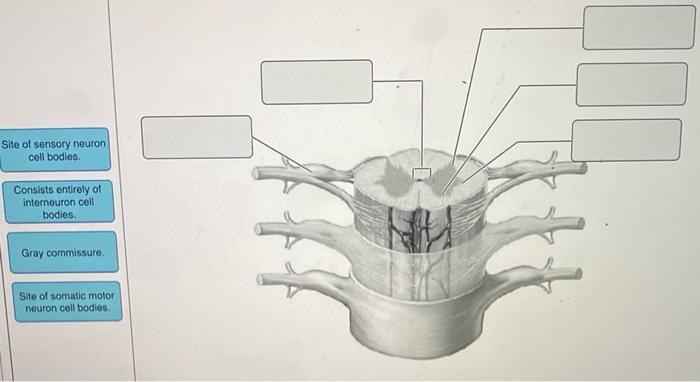 Solved C Site of sensory neuron cell bodies Consists | Chegg.com