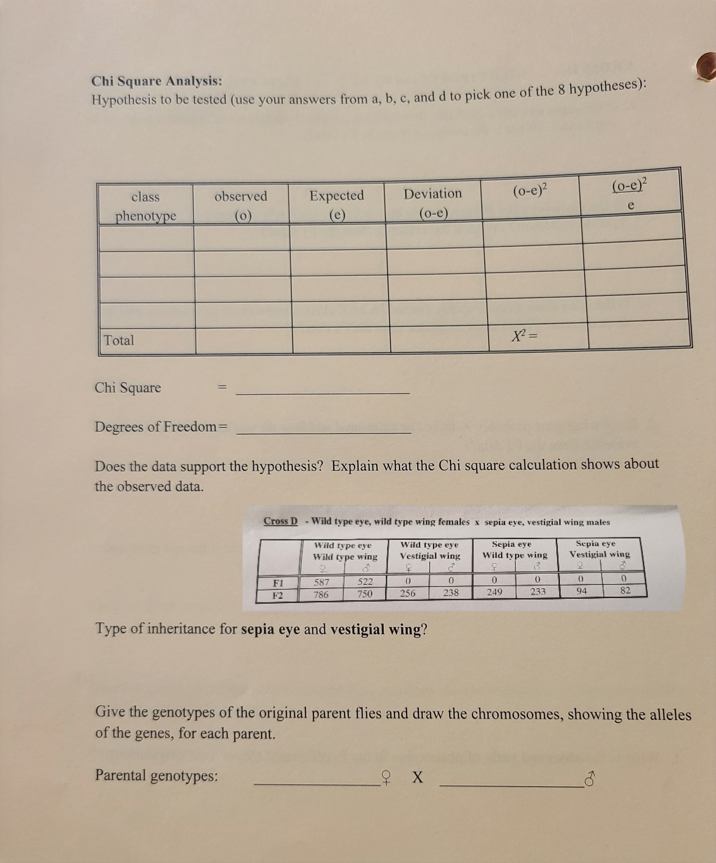 Chi Square Analysis:Hypothesis to be tested (use your | Chegg.com