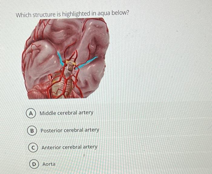 solved-which-structure-is-highlighted-in-aqua-below-middle-chegg