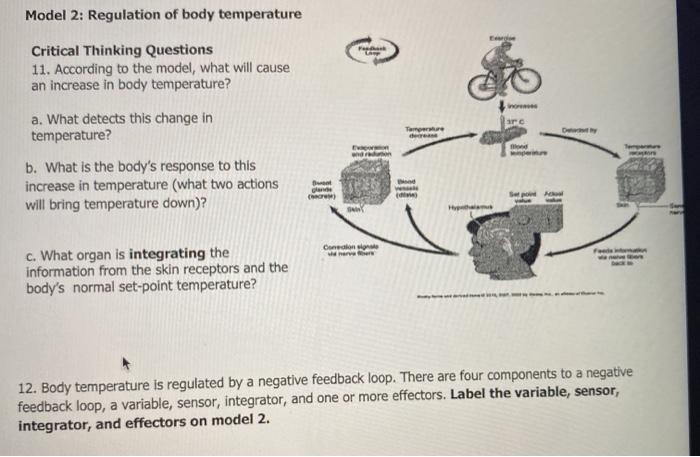 Solved Model 2: Regulation of body temperature Critical | Chegg.com