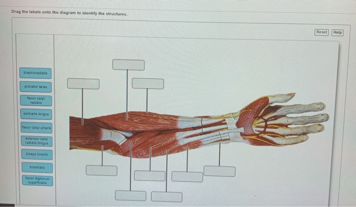 Solved Drag the labels onto the diagram to identify the | Chegg.com