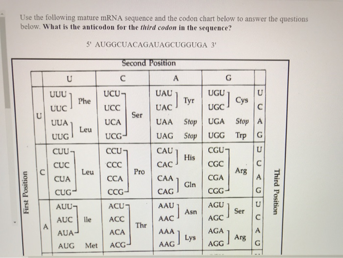Solved Use the following mature mRNA sequence and the codon | Chegg.com