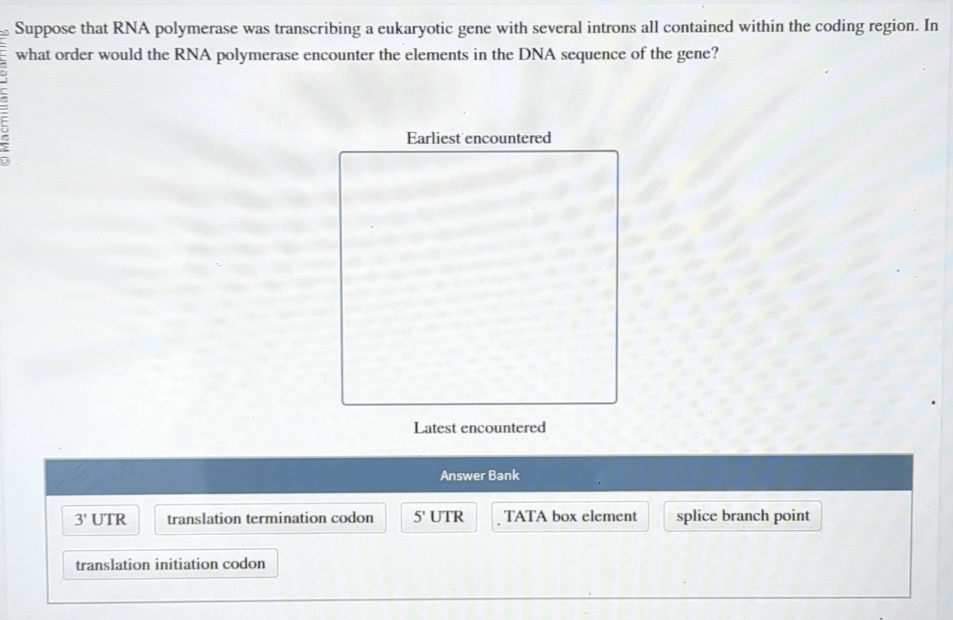Solved Suppose That Rna Polymerase Was Transcribing A Chegg Com