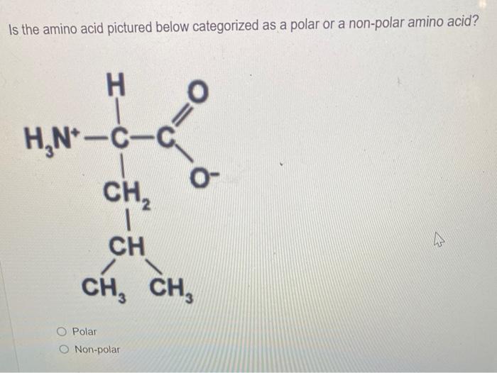 Solved Is The Amino Acid Pictured Below Categorized As A | Chegg.com