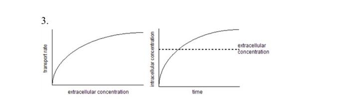 facilitated diffusion graph