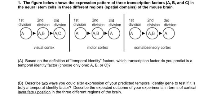 Solved 1. The figure below shows the expression pattern of | Chegg.com