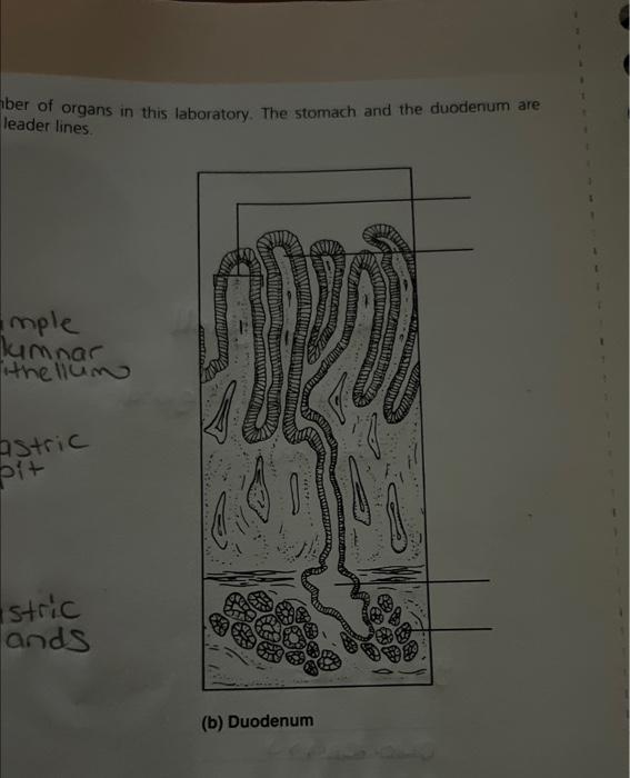 Solved ber of organs in this laboratory. The stomach and the | Chegg.com