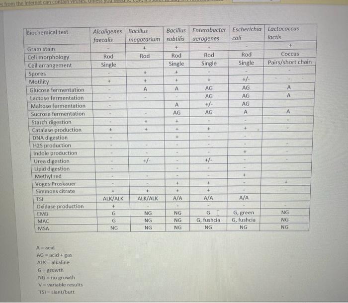 Solved Canstruct Dichotomous keys diferentiabrig Gram | Chegg.com
