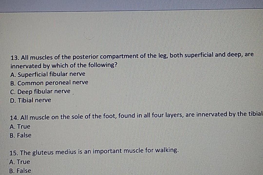 Calf Muscles - Posterior Compartment - Superficial